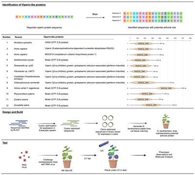 Viperin-like proteins interfere with RNA viruses in plants